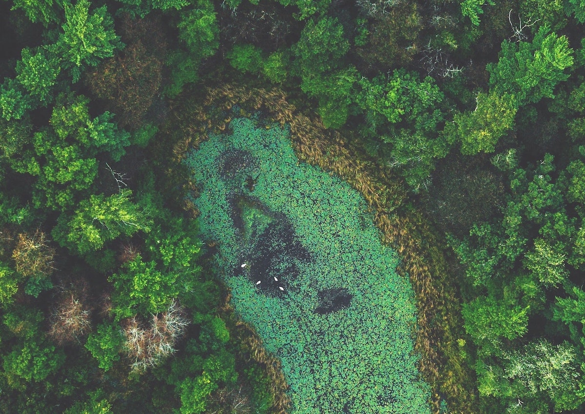 aerial view of the forest