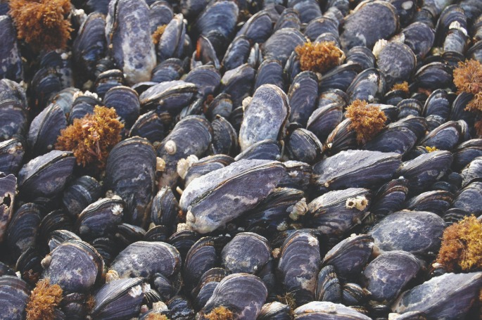 Science in Action: Exploring the Future of U.S. Aquaculture Science in Action: Exploring the Future of U.S. Aquaculture