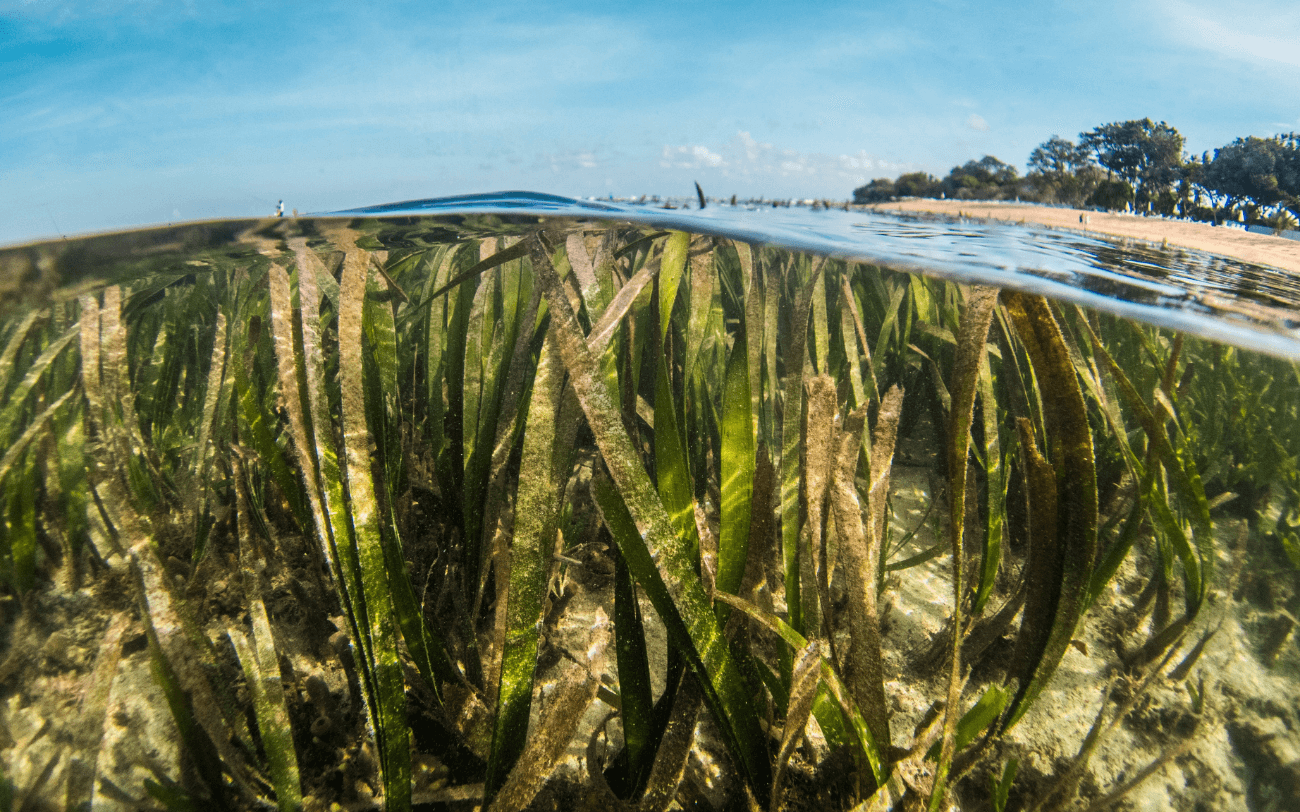 Elevating the Science of Blue Carbon in Federal Policy: Summary from a Science and Decisions Roundtable