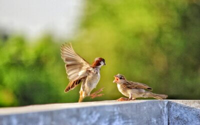 Creating Space for Constructive Conflict