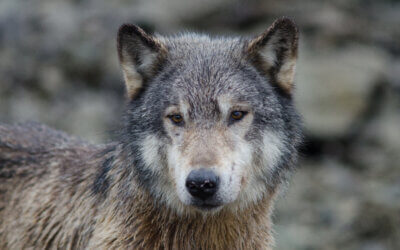 How a Video of a Wolf Became a Global Story — and What It Reveals About Preparation, Purpose, and Partnerships