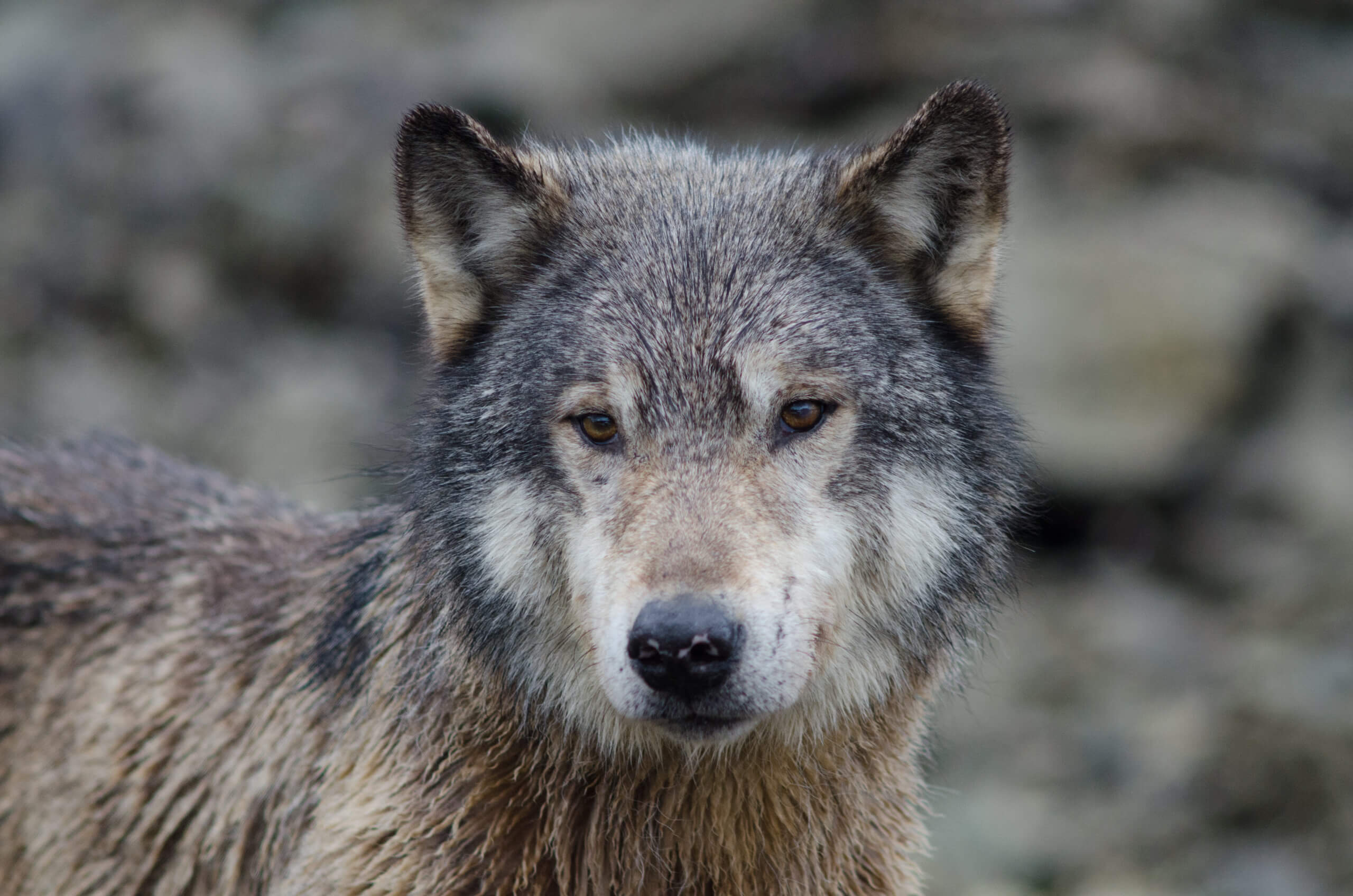 How a Video of a Wolf Became a Global Story — and What It Reveals About Preparation, Purpose, and Partnerships